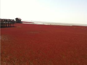十月的盘锦红海滩，漫滩红遍