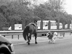 一匹马前面跑，一个人后面追，一条狗旁边叫，一群人看热闹