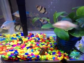 鱼缸里的清道夫被吃了,感觉鱼类的世界好残酷