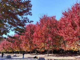 横山风景区,秋天的枫叶很不错
