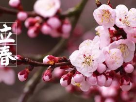 今日立春，祝各位虎年吉祥