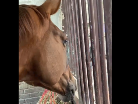如果不能作为骑乘工具，马类会生活的更好么
